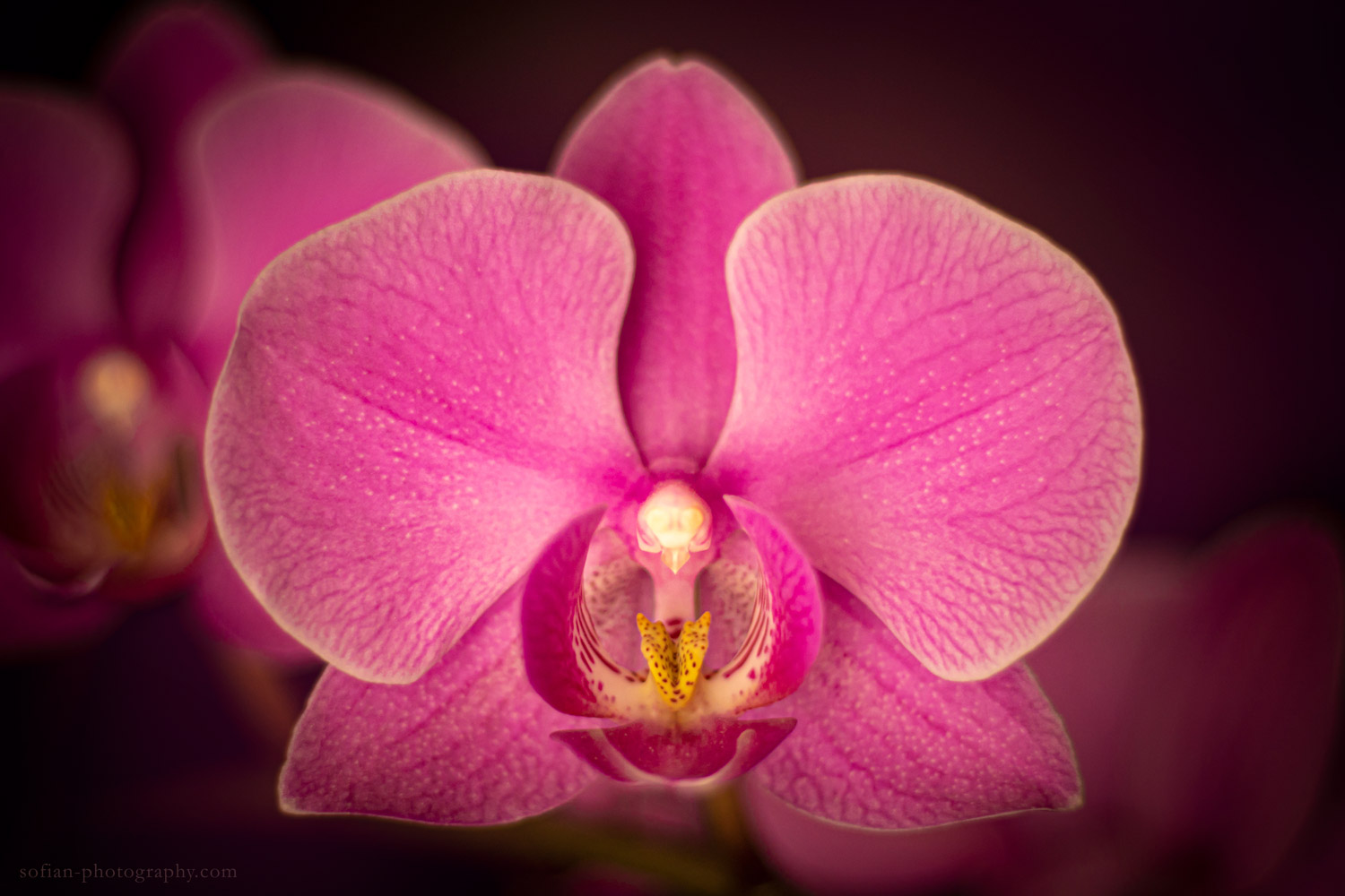 Orchid Photography 01