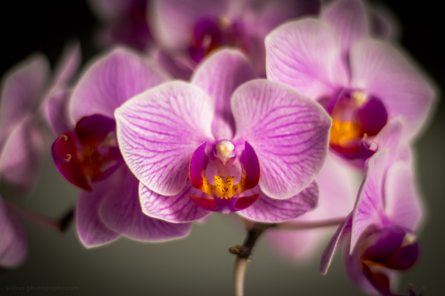 Orchid Photography 03